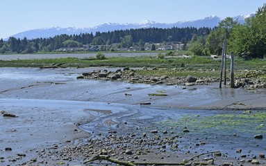view across the shores of the estuary towards the  Strathcona Park Mountain Range, Courtenay Vancouver Island British Columbia Canada 