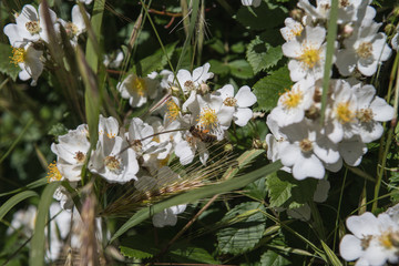 bee collecting pollen from pretty white flowers