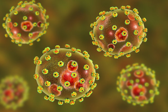 Lassa fever viruses, 3D illustration. RNA-viruses from Arenaviridae family, they have inner inclusions and outer glycoprotein spikes, the causative agent of Lassa hemorrhagic fever