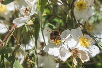 bee collecting pollen from pretty white flowers