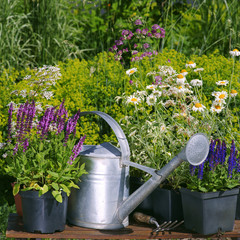 Garden works - planting and care of perennials / Salvia Sensation Deep Rose & Salvia Marcus & Anthemis - obrazy, fototapety, plakaty