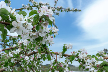 春、満開のりんごの花