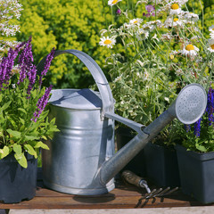Garden works - planting and care of perennials / Salvia Sensation Deep Rose & Anthemis © 7monarda