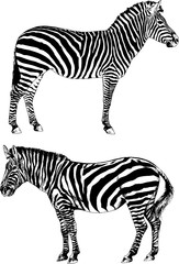 Zebra drawn with ink and hand-colored pop art vector logo