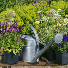 Garden works - planting and care of perennials / Salvia Sensation Deep Rose & Anthemis © 7monarda