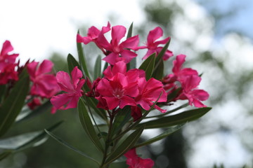 pink oleander blossoms
