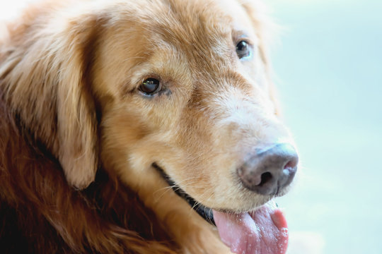 golden retriever dog on background