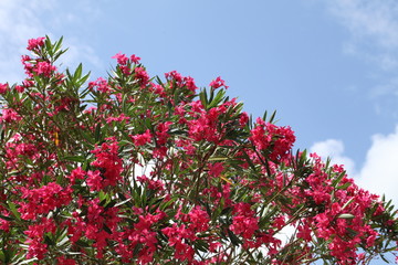 pink oleander blossoms
