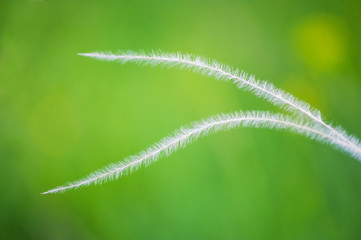 Federgras Stipa pennata