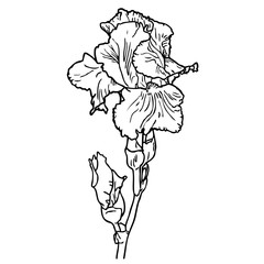 Black and white outline image of flower of iris