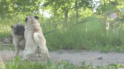 Female pug dog beating, hitting annoy male pug dog