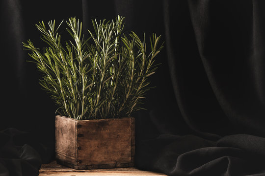 Rosemary in wooden por on dark background
