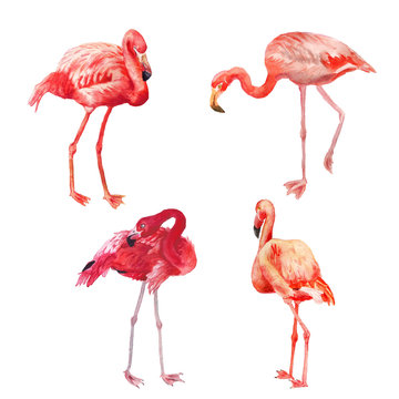 Set of watercolor flamingo