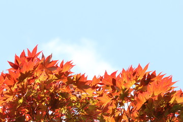 若葉23　fresh green 23