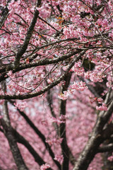 Obraz premium Cherry blossoms trees