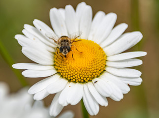 Ромашка и пчела