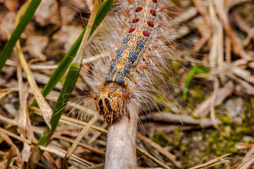 Gypsy Moth caterpillar, Lymantria dispar, on the meadow