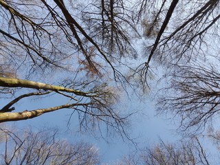 Träume im Winterwald