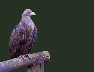 Calm golden eagle with folded wings sitting on a wooden frame, isolated on dark green background - Powered by Adobe