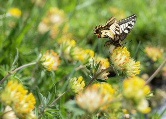 papilio machaon