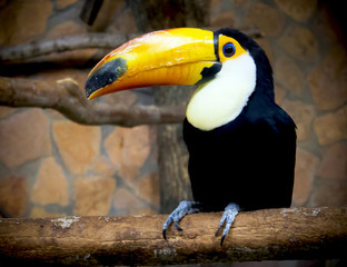 Bright toucan with a large yellow beak sitting on a branch in a cage in the zoo, darkened vignette
