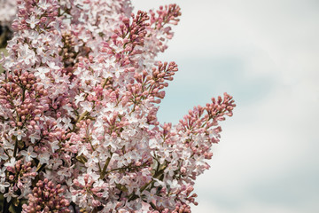 Lilac flowers on sky background