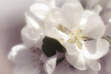 Fototapeta na wymiar white Apple blossom