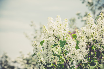 White lilac flowers
