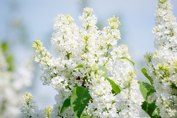 White lilac flowers