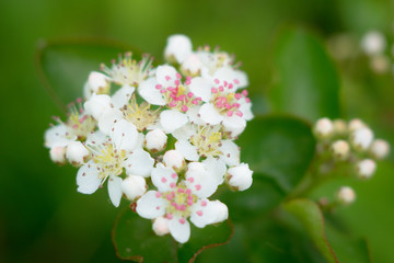 White flowers of viburnum