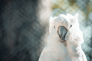 Portrait of grey-crested cockatoo