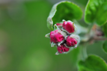 Beautiful apple tree branch