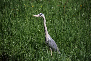 Grey white heron waiting in grass searching for food in the Netherlands.