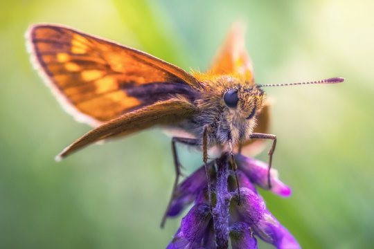 Close-up detailed photo of an orange colored butterfly on a purple wildflower