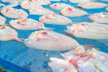 The fish sunlight putting on bamboo