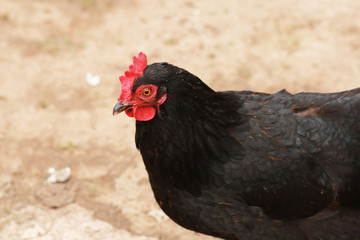 Rooster. The leader on a farm among chickens.