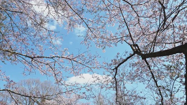 舞い落ちる桜の花びら