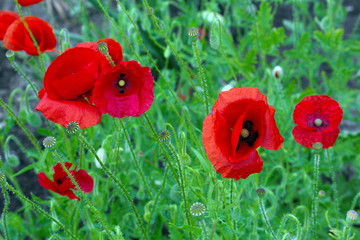 Naklejka premium Poppies in the garden
