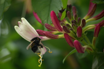 The Honeysuckle and the Bee