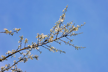 Cherry flowers on spring background