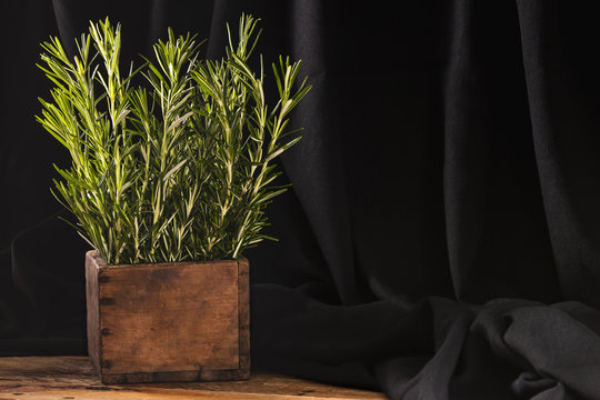 Rosemary in wooden por on dark background