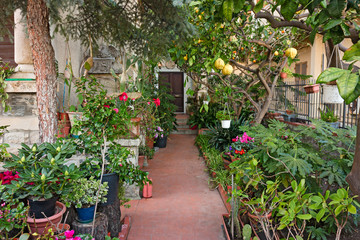 Fototapeta na wymiar Flower pots a flower garden that decorates the entrance of a house.