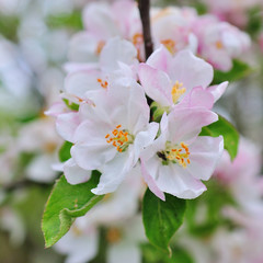 Beautiful apple tree branch