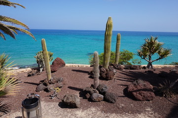 Kakteen vor dem Atlantik