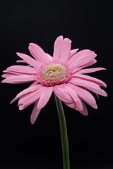 pink gerbera flower isolated on black background