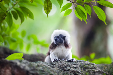 A Cotton-Top Tamarin Monkey on a tree brunch in Singapore Zoo