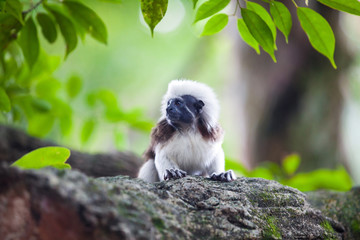 A Cotton-Top Tamarin Monkey on a tree brunch in Singapore Zoo