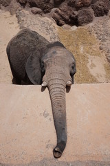 Elefant, Tierpark, R&uuml;ssel, Z&auml;hne, wild, Ohr, elephant, zoo, trunk, teeth, wild, ear