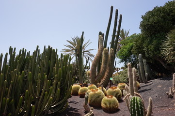 Kakteen unter blauem Himmel
