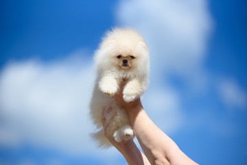Dog breed Spitz on his hands in the sky.